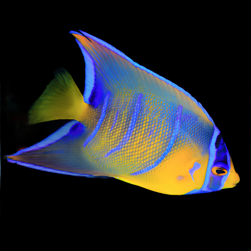 Holacanthus ciliaris (Queen Angel)