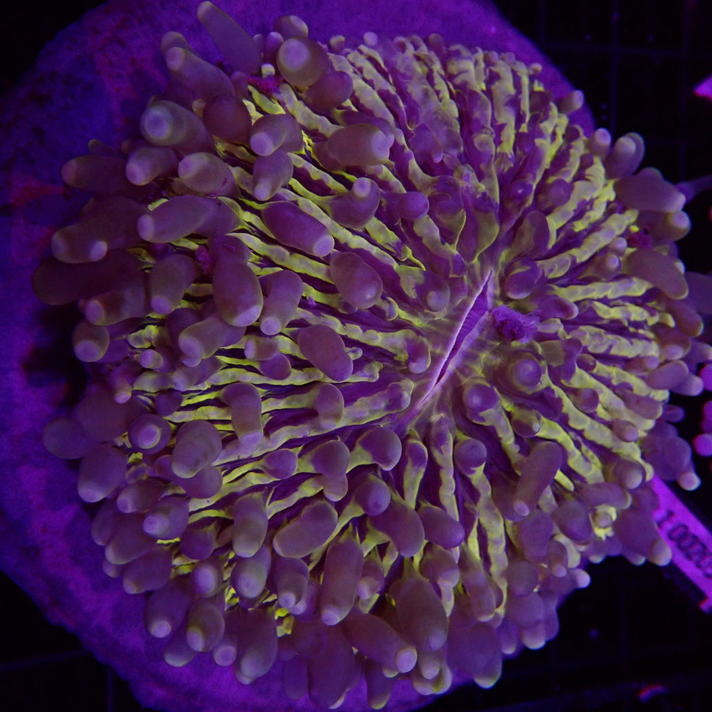 L.T.Plate Coral Metallic Yellow Color 2 Aquarium ReefSolution inc.