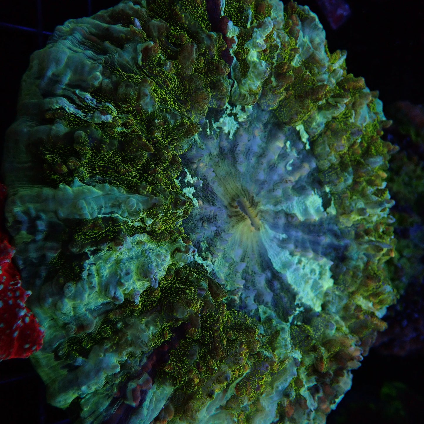 Doughnut Coral - Green Multi Color #2