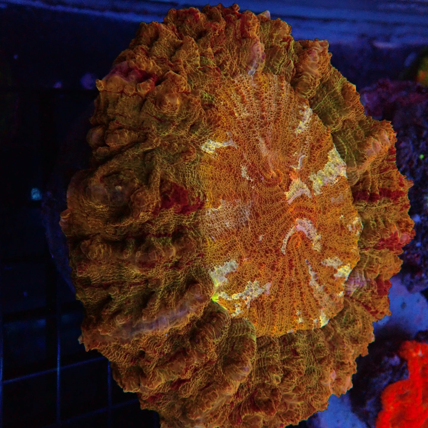 Doughnut Coral - Orange Color