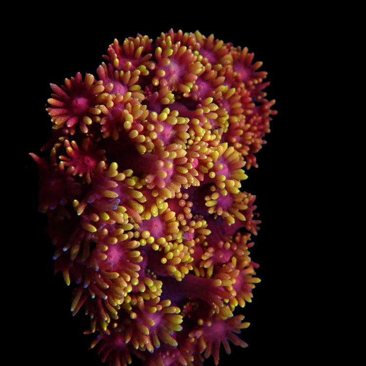 Jewel Coral - Rainbow #3