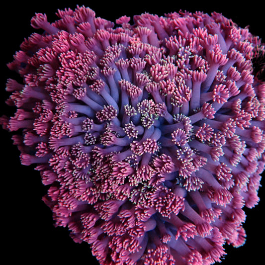 Jewel Coral - Rainbow #5