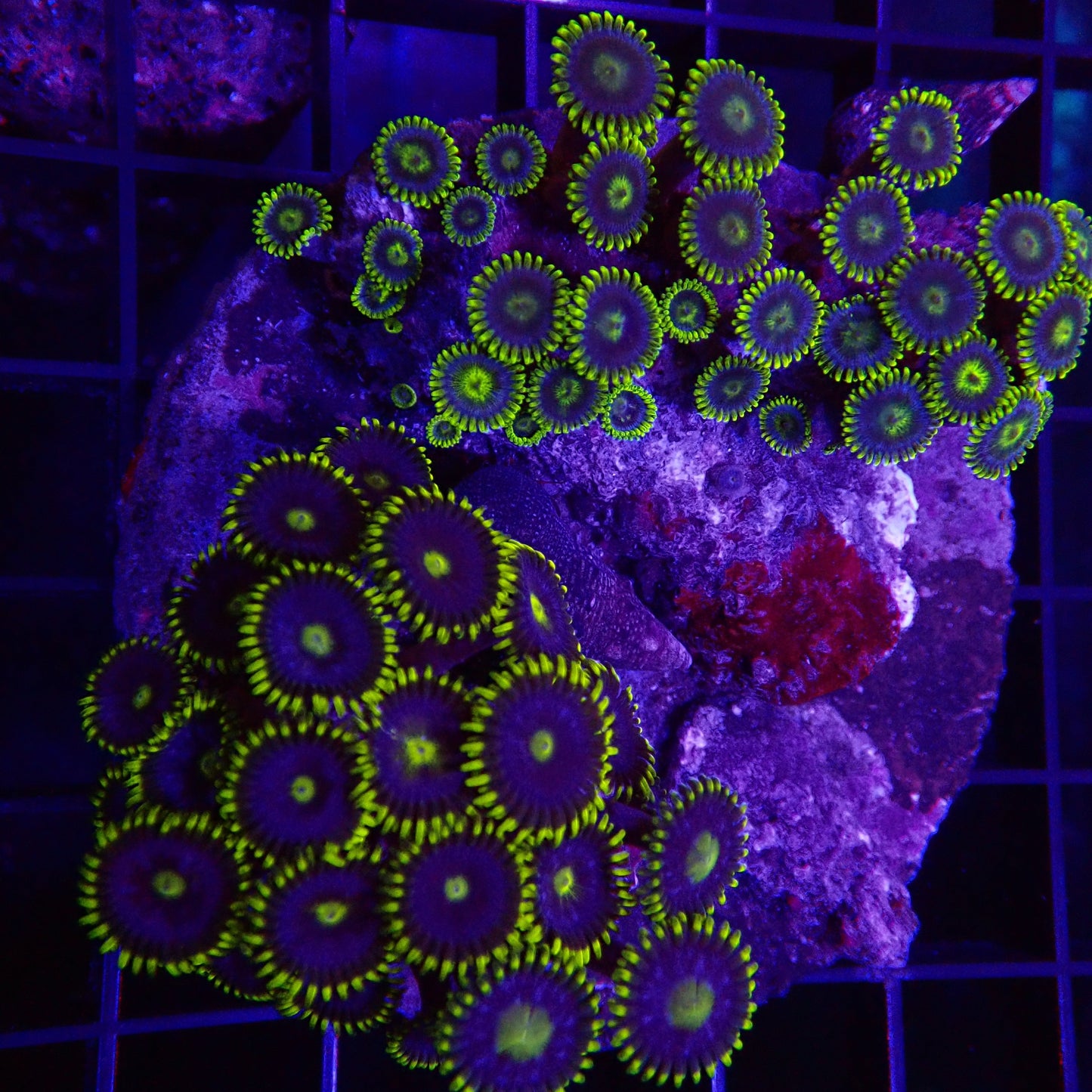 Arafura Polyps frag