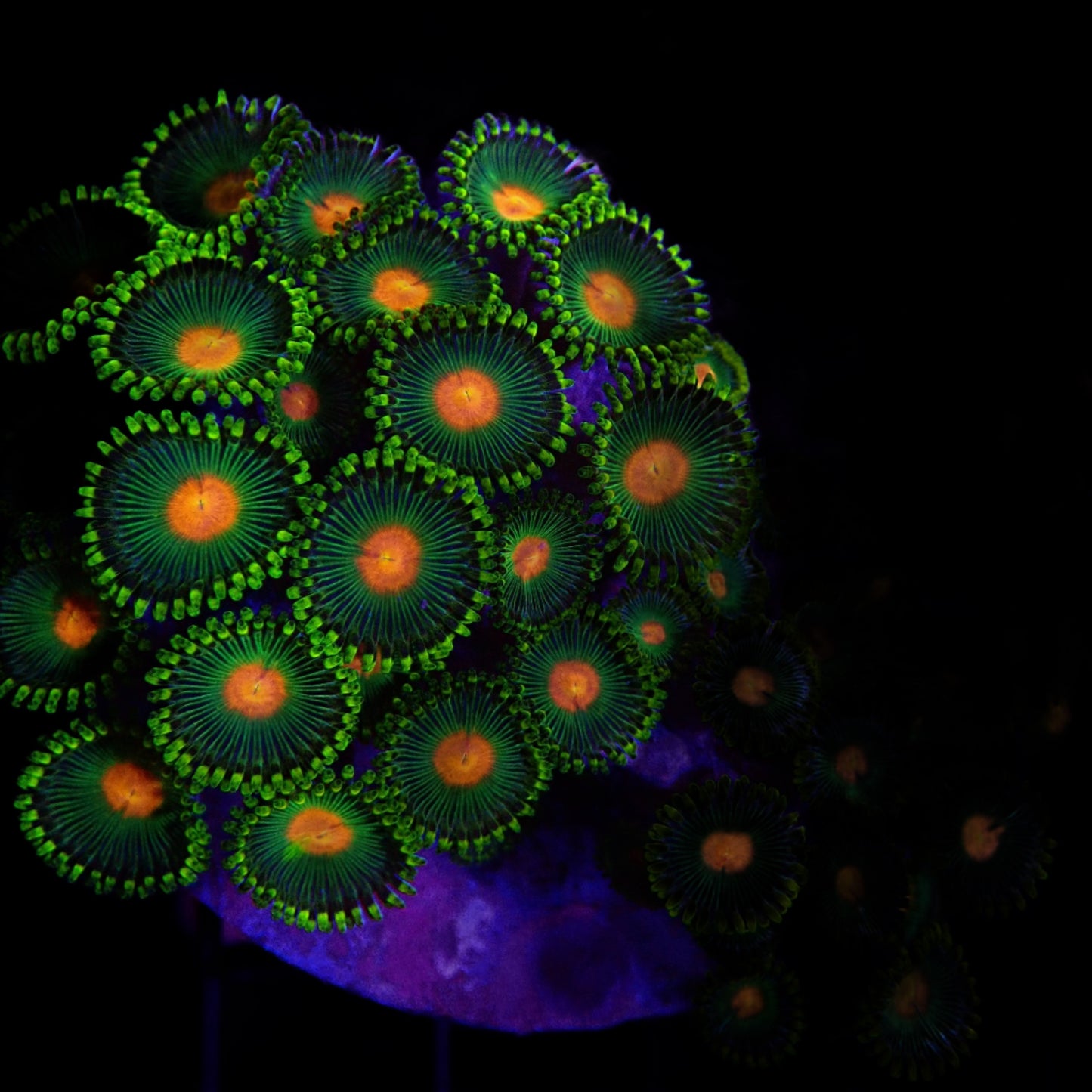 Arafura Button Polyps frag