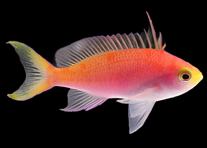 Pseudanthias randalli (Randall's Anthias) Femelle