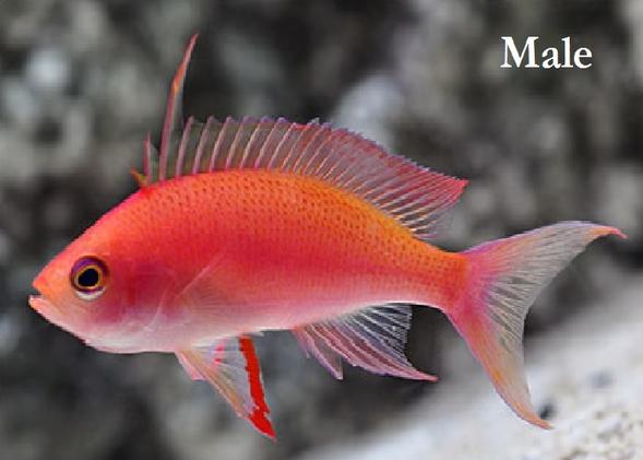 Pseudanthias randalli (Randall's Anthias) Male