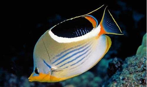 Chaetodon ephippium (Saddleback Butterflyfish)