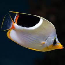 Chaetodon ephippium (Saddleback Butterflyfish)