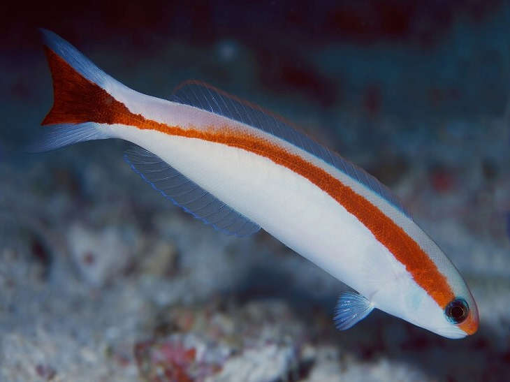 Redstripe Tilefish