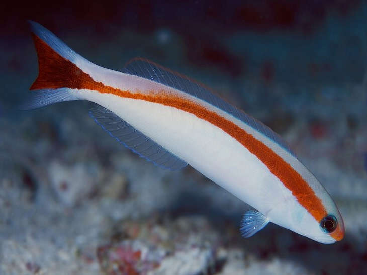 Hoplolatilus Marcosi (Redstripe Tilefish)