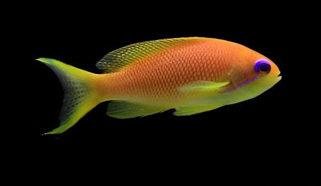 Pseudanthias squamipinnis (Lyretail Anthias) Femelle Orange