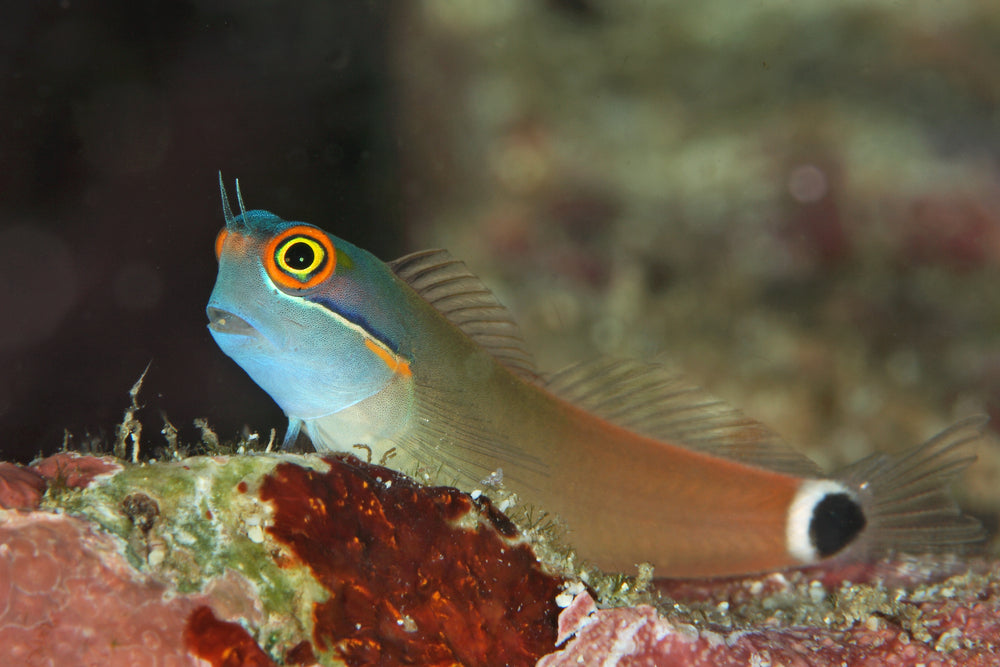 Ecsenius stigmatura (Tail Spot Blenny)