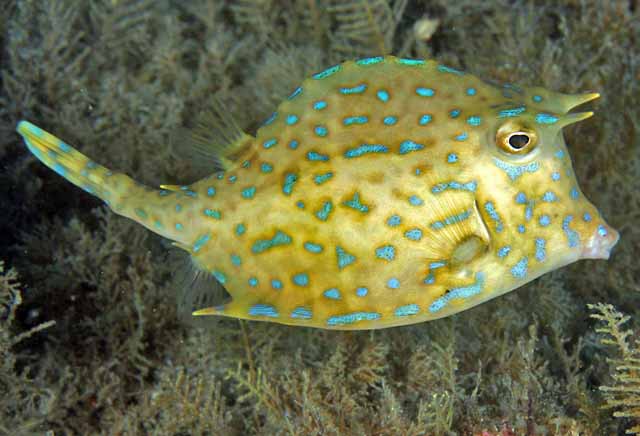blue spotted box fish Acanthostracion Quadricornis ( Trunkish Scrawled Blue Spot Cowfish ) – Aquarium ReefSolution inc