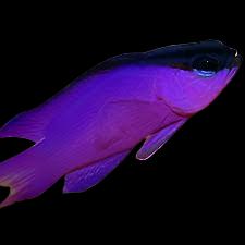 Gramma melacara (Black Cap Basslet)