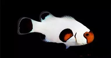 Wyoming White Ocellaris (Clownfish)