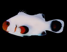 Wyoming White Ocellaris (Clownfish)