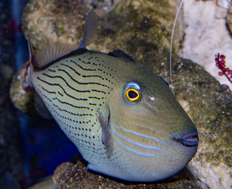 Mythical Linespot Triggerfish