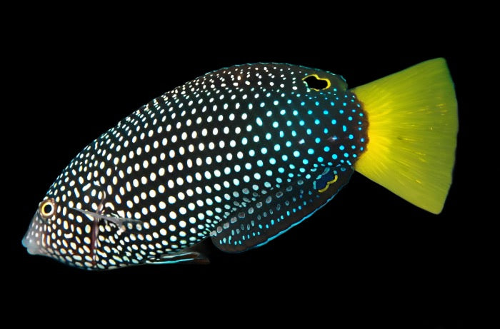 Anampses meleagrides (Yellowtail Wrasse)