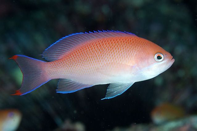 Pseudanthias rubrizonatus (Tricolor Anthias) Femelle