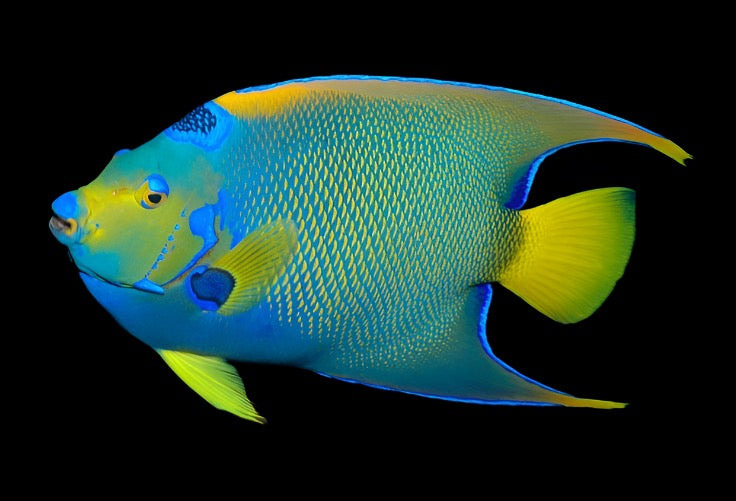 Holacanthus ciliaris (Queen Angel)