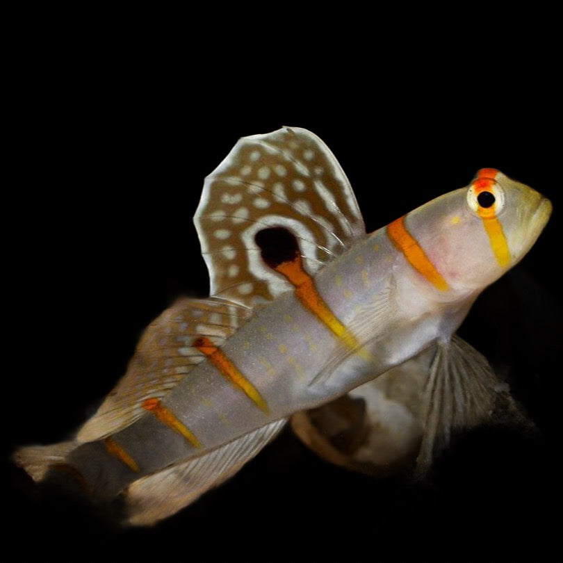 Amblyeleotris randalli (Orange Stripe Prawn Goby)