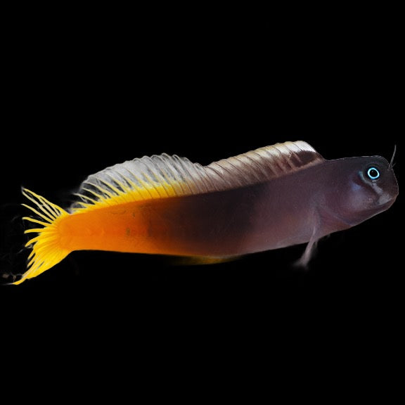 Ecsenius bicolor (Bicolor Blenny)