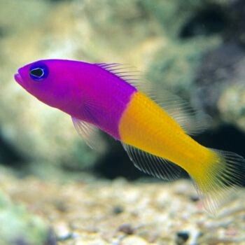 Bicolor pseudochromis
