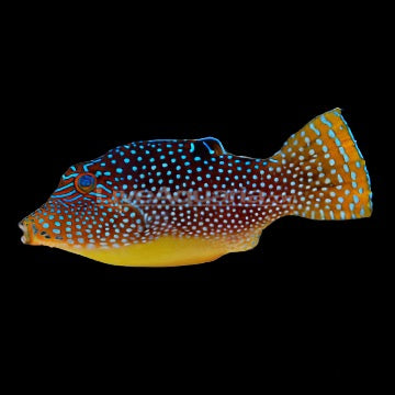 Canthigaster solandri (Blue spot Toby Puffer)