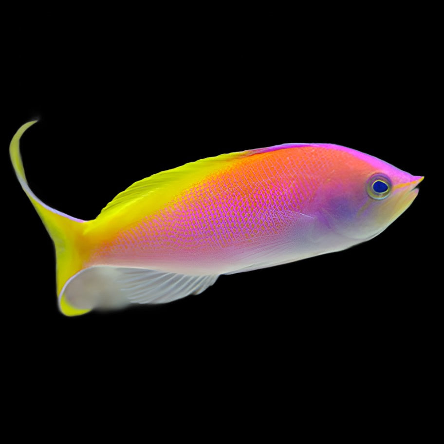 Nemanthias carberryi (Anthias Carberryi Threadfin Goldie)