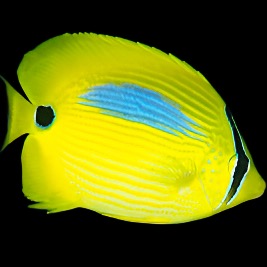 Chaetodon plebeius (Blue Spot Butterfly)