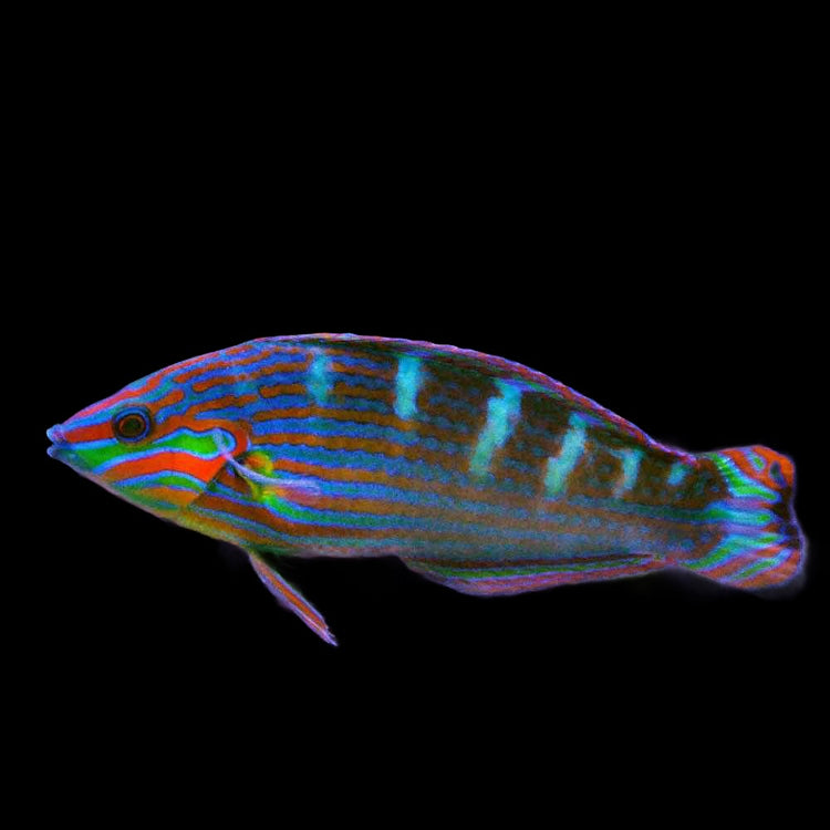 Halichoeres melanurus (Melanarus Wrasse)