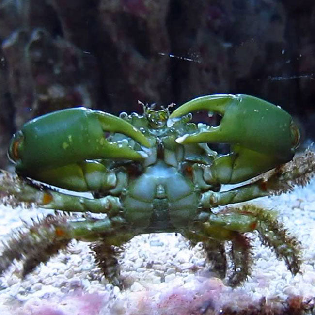 MITHRAX SCULPTUS (Crabe Emeraude)