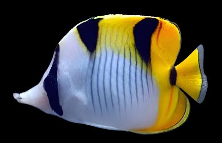 Chaetodon falcula (Falcula Butterfly)