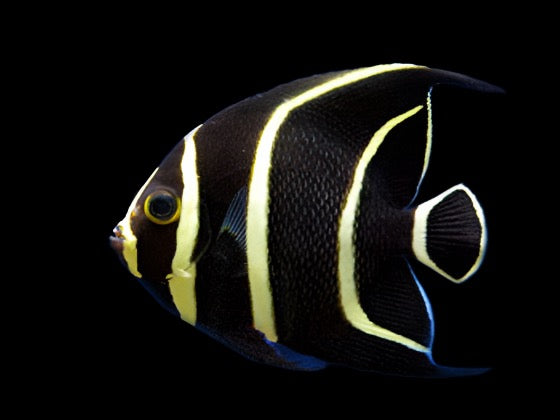 Pomacanthus paru (French Angel) Juvenile medium 4.5-5.6 inch