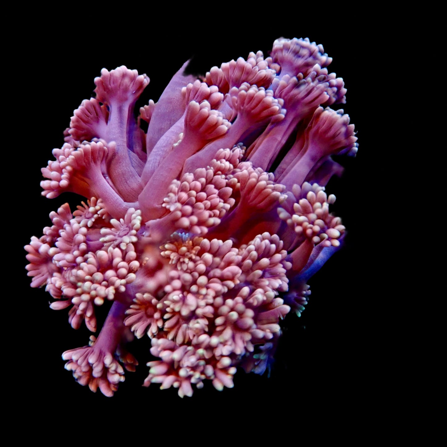 Jewel Pink Goniopora Frag