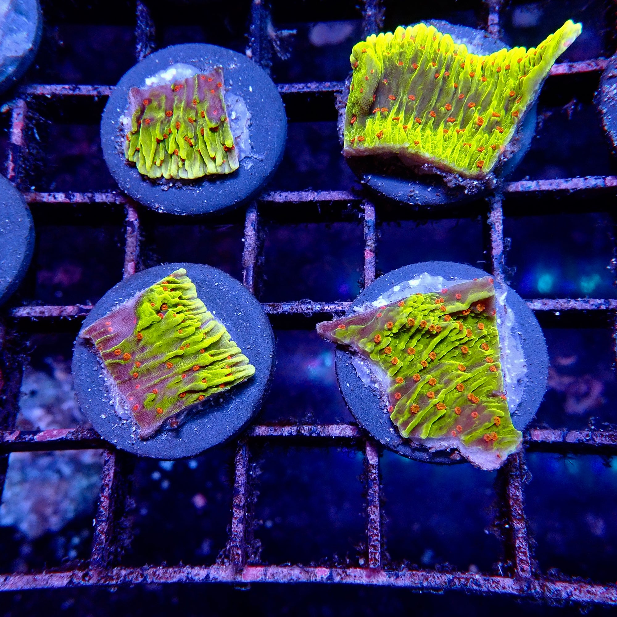 Red Polyps Green Montipora Frag