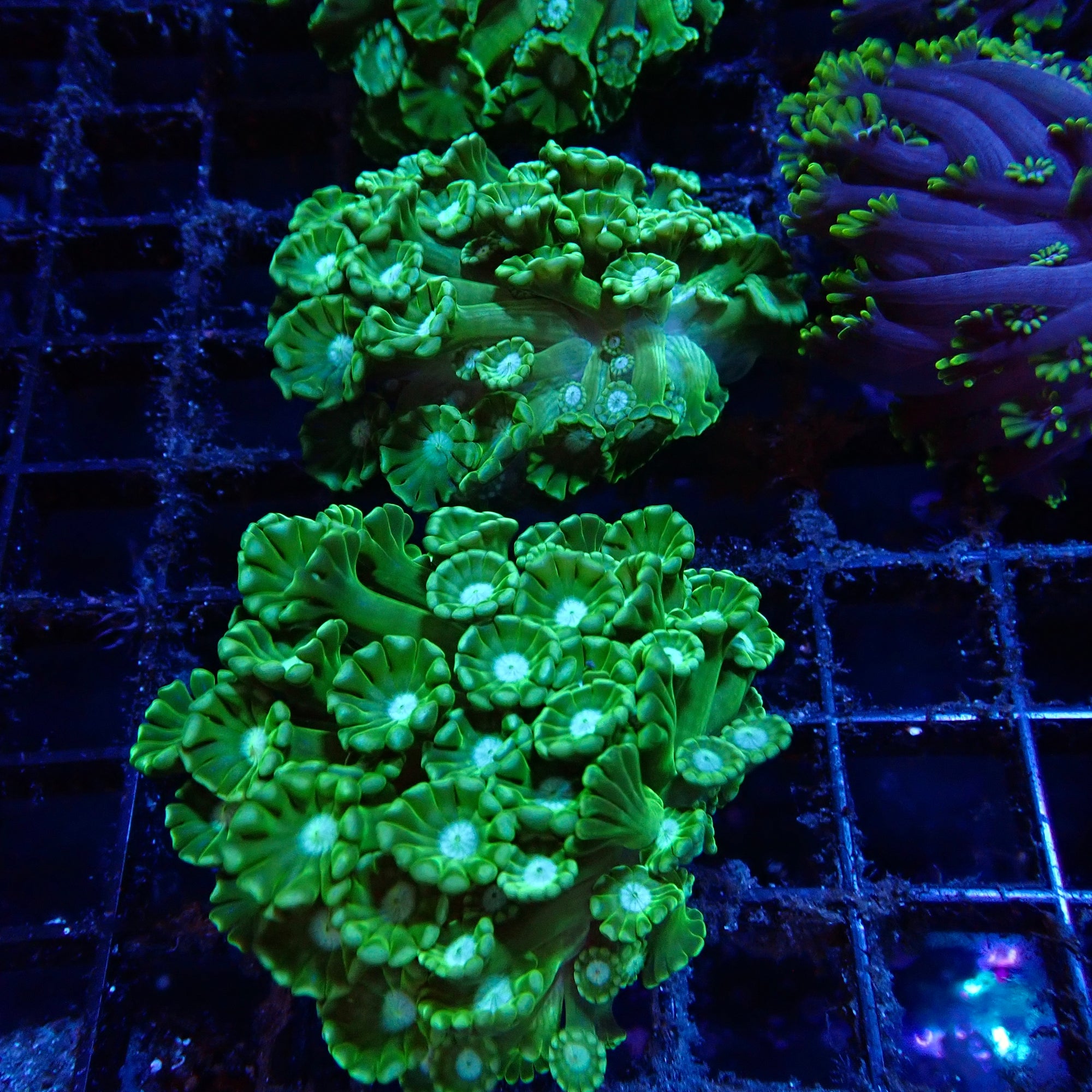 Green Alveopora Frag