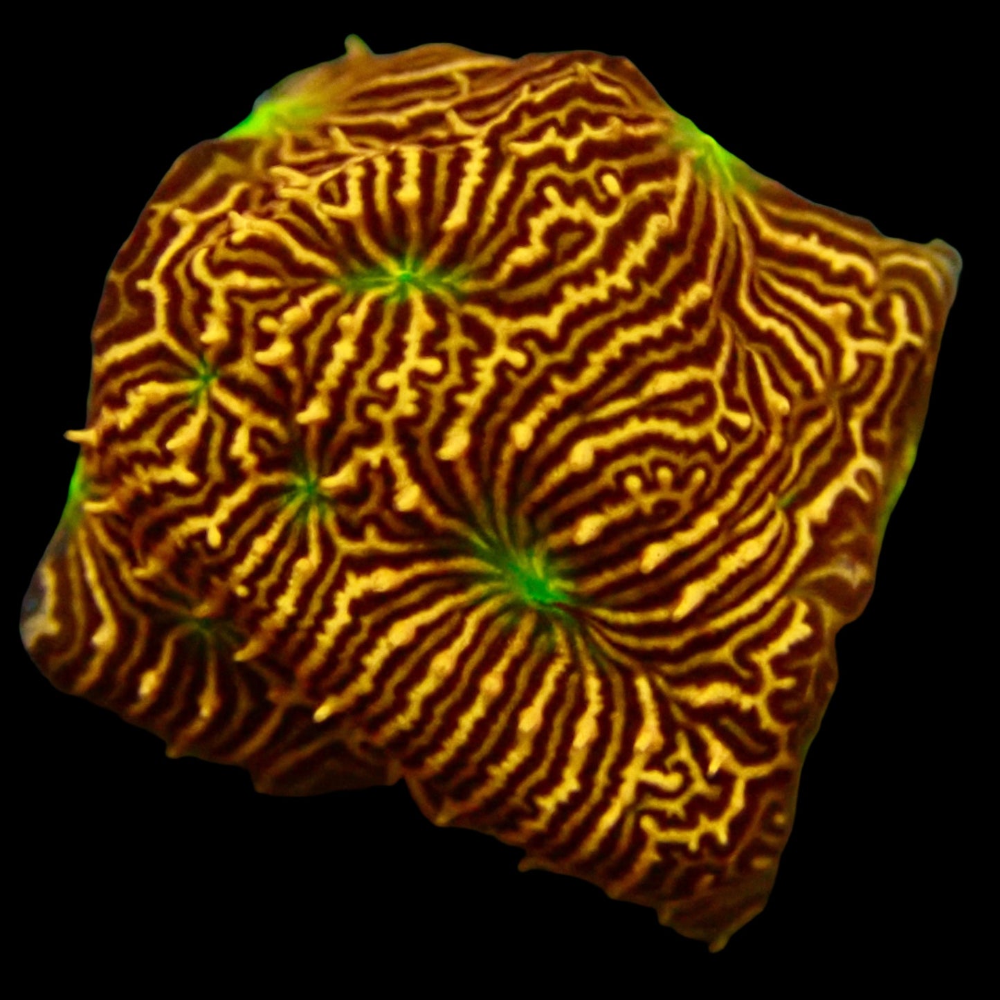 Jack-O Lantern Lepto Frag