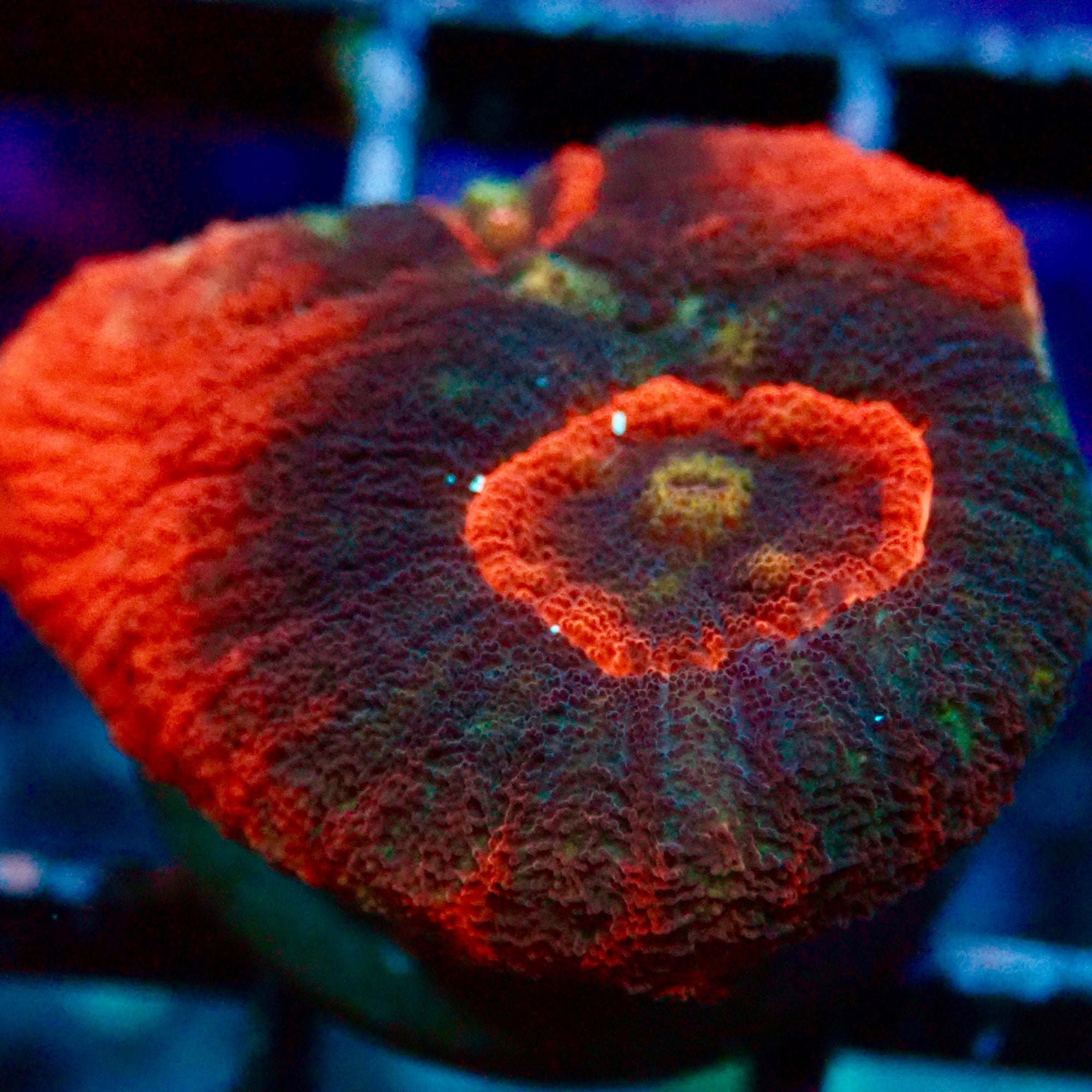 Australomussa rowleyensis frag