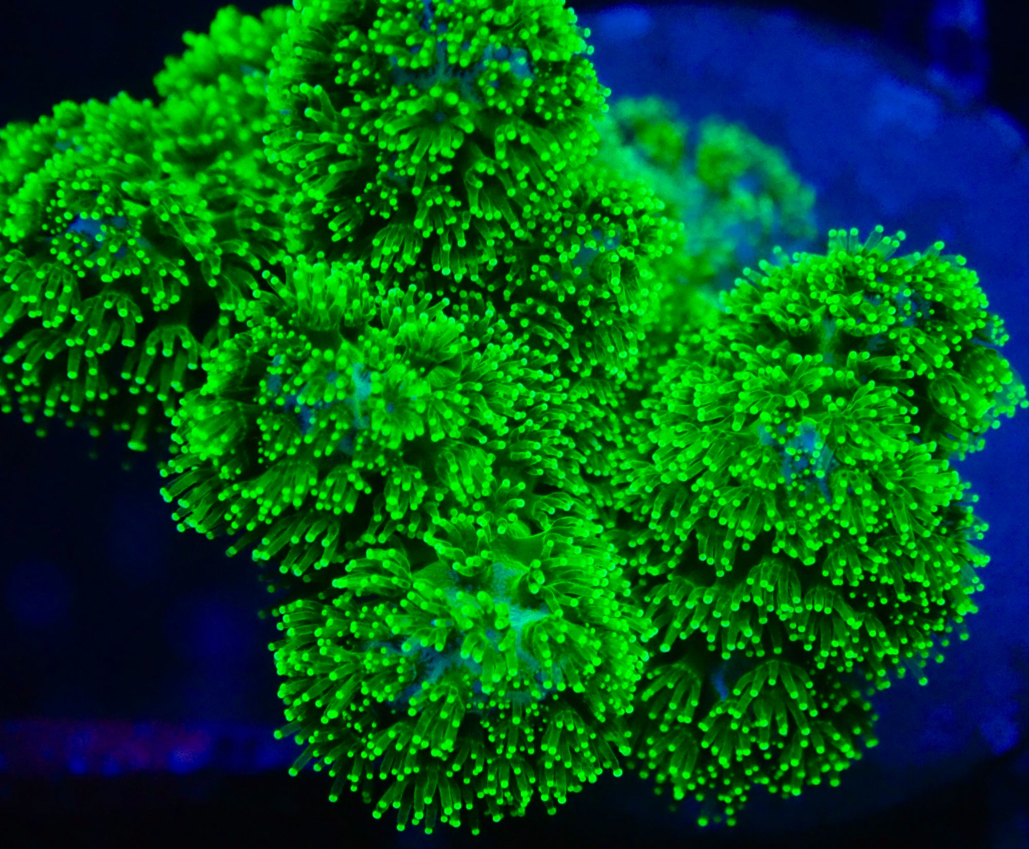 Neon Green Pocillopora Medium