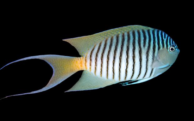 Genicanthus Angel (Zebra Angelfish)