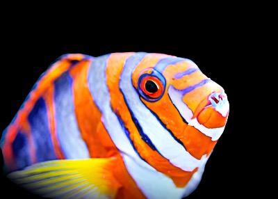 Choerodon fasciatura pacific (Harlequin Tusk Wrasse pacific)