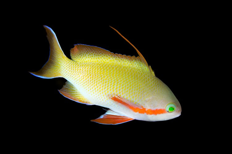Pseudanthias huchtii (Huchtii Anthias)