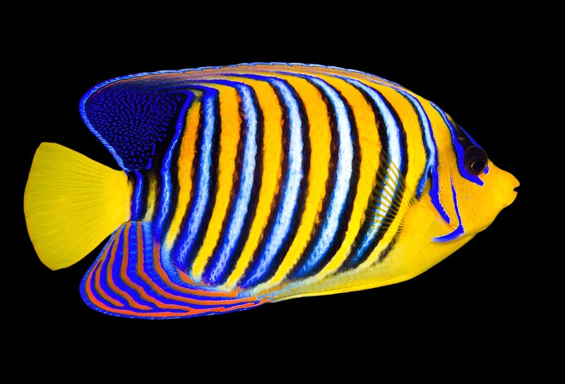 Pygoplites diacanthus (Regal Angelfish Yellow Belly)