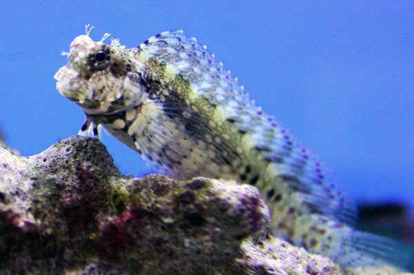 Lawnmower blennies