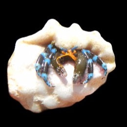 Calcinus elegans (Electric Blue Hermit Crab)