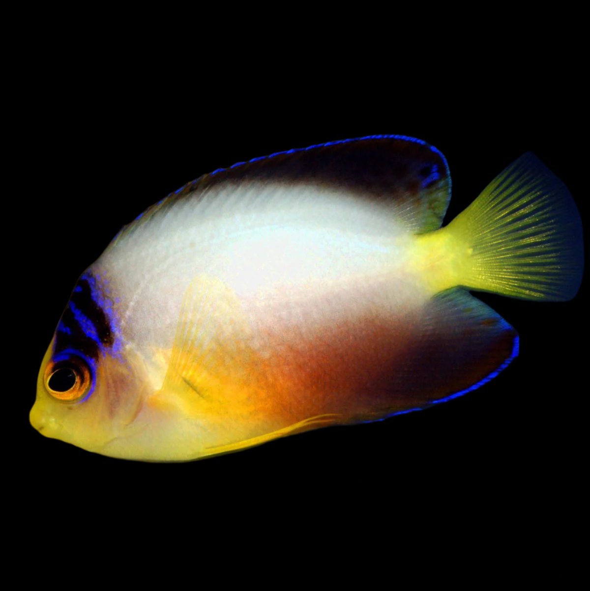 Centropyge multicolor (Multicolor Angelfish)