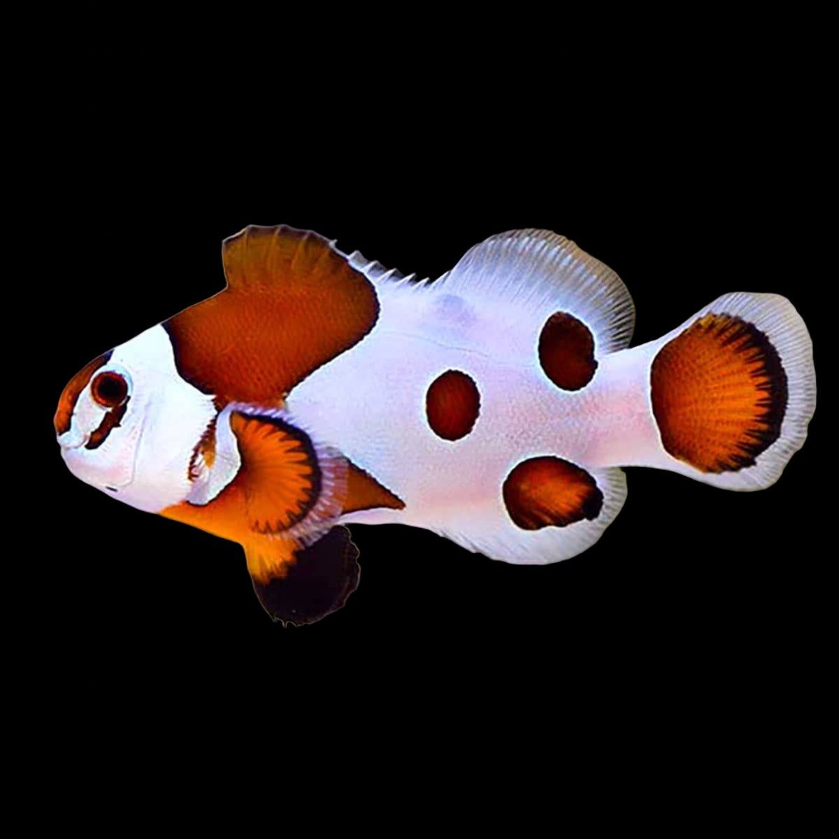 Orange Storm Ocellaris Clownfish Aquarium ReefSolution inc