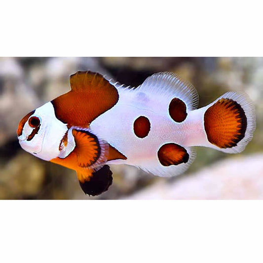 Orange Storm Ocellaris (Clownfish)
