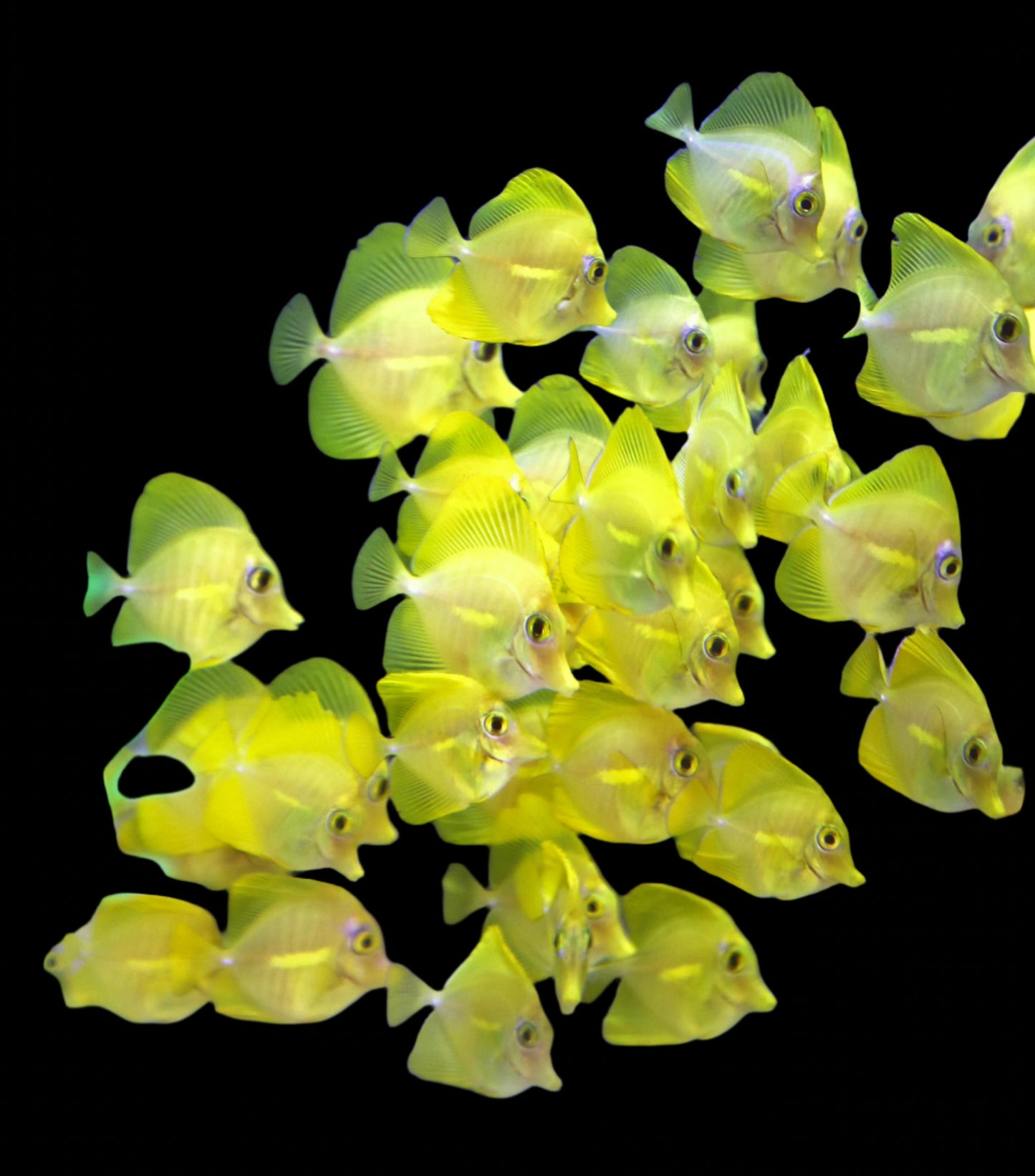 Zebrasoma flavescens (Yellow tang) élevé en captivité